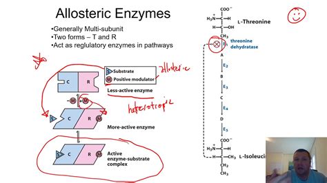 Chapter 11 - Enzyme Regulation - YouTube