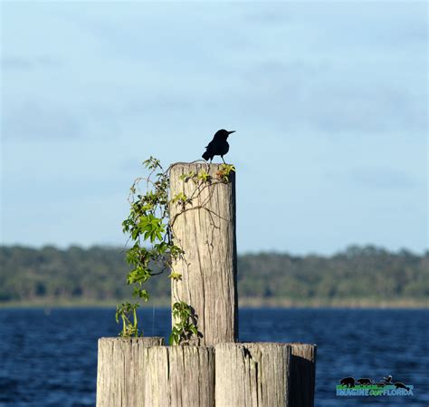 Sanford RiverWalk – Imagine Our Florida, Inc