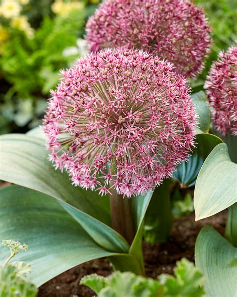 Allium karativiense 'Red Giant Star' bulbs — Buy online at Farmer Gracy UK