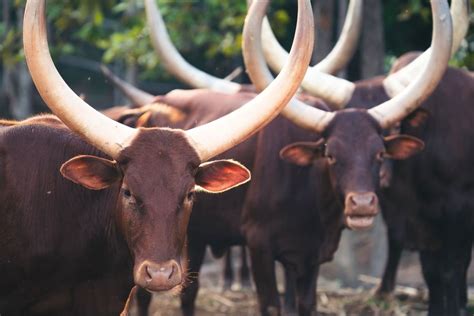 Driver pulled over with giant bull named Howdy Doody riding shotgun