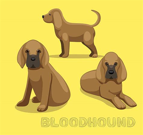 Bloodhound Illustrations, Royalty-Free Vector Graphics & Clip Art - iStock