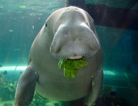 5 Fascinating Facts About Dugongs - Animals Recuse