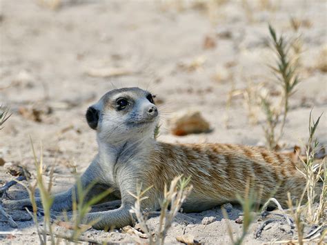 Makgadikgadi Pans Botswana Safaris, Tours and Holidays | Tours,Holidays