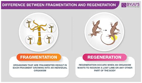 Regeneration Asexual Reproduction