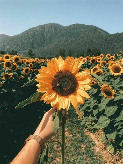 Aesthetic Sunflower Wallpaper Laptop - SUNFLOWER