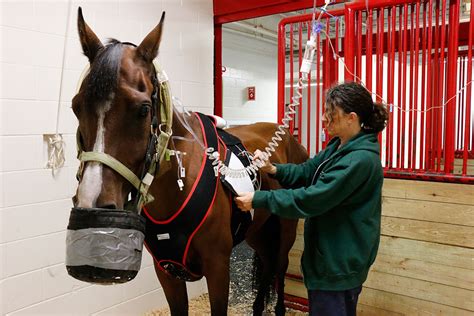 Equine Internal Medicine – UW Veterinary Care