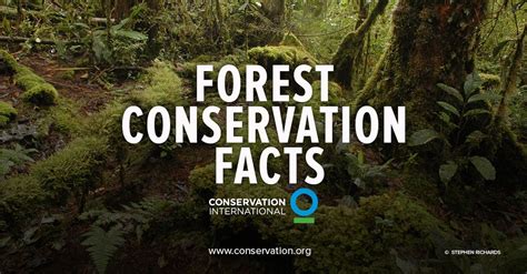 Forest conservation - 12 facts you need to know