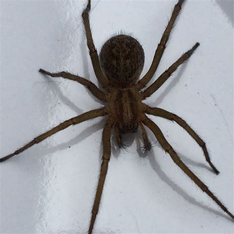 Help! Is this a brown recluse? Found in my basement bedroom in Colorado ...