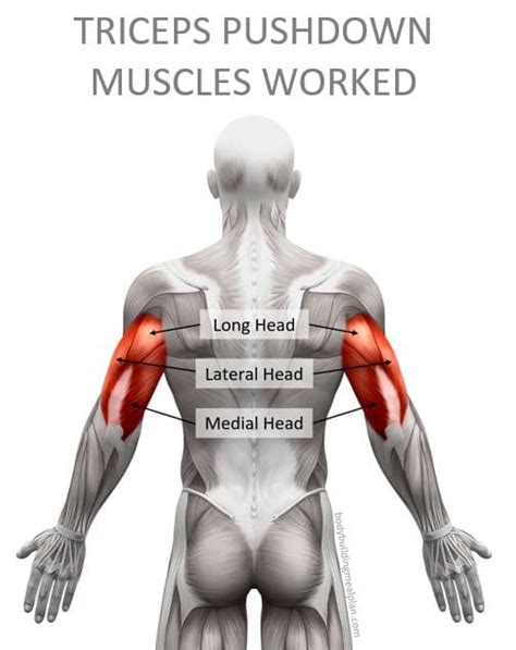 Reverse Grip Tricep Pushdown vs Overhand Grip For Bigger Arm Gains