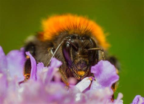 Researchers ‘buzzing’ after new bumblebee species discovered in Ireland