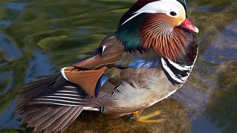 mandarin, Duck, Bird, Ducks, 4 Wallpapers HD / Desktop and Mobile ...