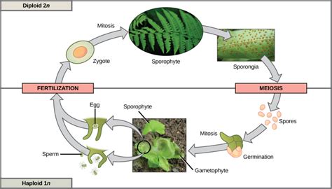 Genetic Diversity | Biology for Majors I