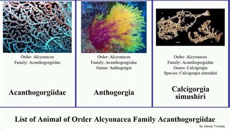 List of Animal of Order Alcyonacea Family Acanthogorgiidae calcigorgia acanthogorgia pacifica ...