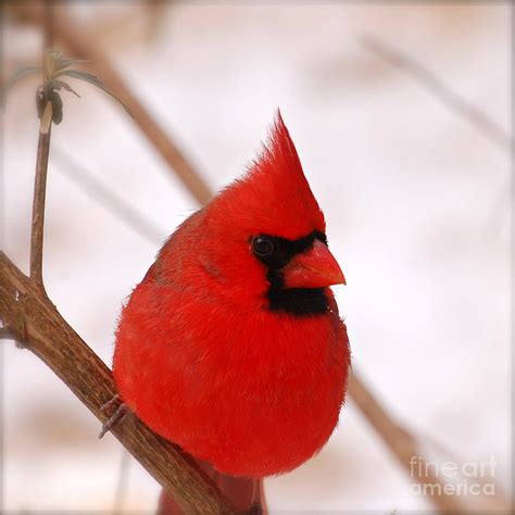 Big Red Cardinal Bird In Snow Photograph by Peggy Franz - Pixels