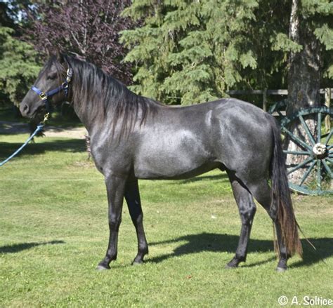 Kentucky Mountain Saddle Horse | Horses, Horse world, Beautiful horses