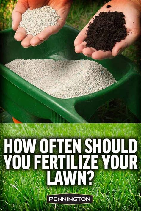 When and How to Fertilize Your Lawn | Lawn fertilizer diy, Lawn care, Grass care