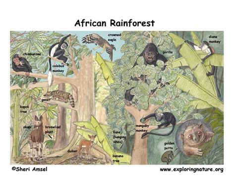 The African RainForest - Home