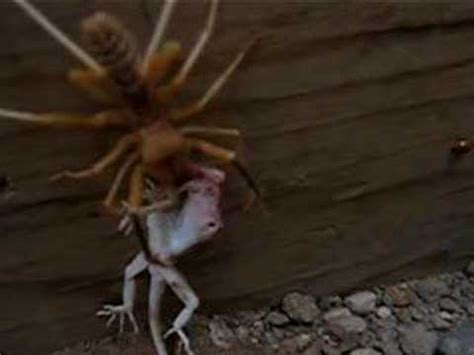 CAMEL SPIDER IN IRAQ - YouTube