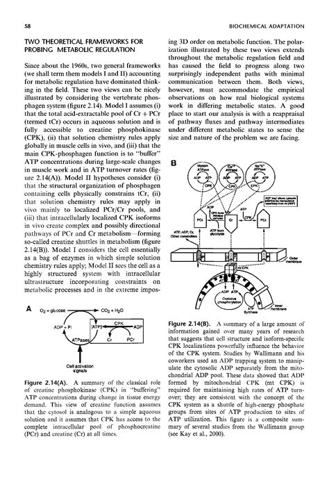 Creatine, function - Big Chemical Encyclopedia