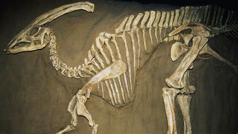 Archaeologists Find fossils of duck-billed dinosaurs with skin on