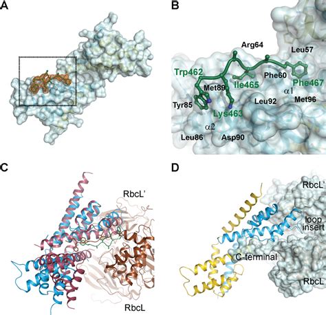 Crystal structure of a fusion protein revealing the interactions ...