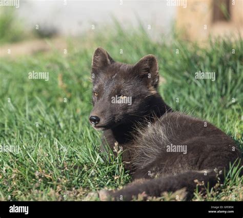 arctic fox fur for sale Camouflaged fox arctic nord vivono kodami