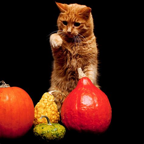 Download wallpaper 2780x2780 cat, pumpkin, background ipad air, ipad ...