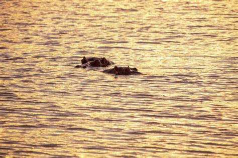 Two hippopotamuses swimming in river, Touws River, Western Cape, South Africa - Stock Photo ...