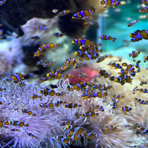 Best Aquarium Screensaver for Windows 10 [3D, Marine Theme]