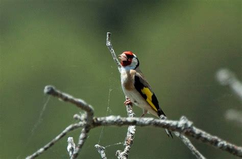 Birding at One of the Top Birding Hotspots in Spain: Monfragüe National Park