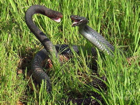 Coachwhip Snakes Fighting Photograph by John Myers