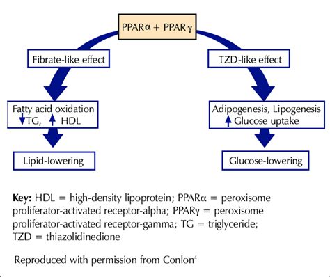 Dual PPARα + PPARγ agonists (glitazars) | Download Scientific Diagram