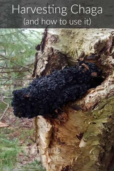 Harvesting Chaga & How To Use It - Earth, Food, and Fire