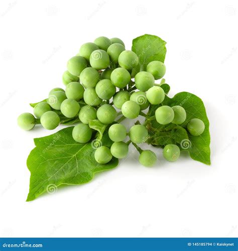 Turkey Berry, Wild Eggplant, Pea Eggplant Or Solanum Torvum Bunch On Tree Royalty-Free Stock ...