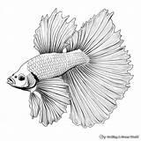 Betta Fish Coloring Pages  Free & Printable sketch template