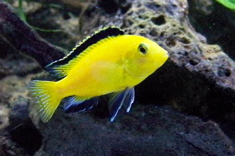 Some Of My African Cichlids | African cichlid aquarium, African cichlids, Freshwater aquarium fish