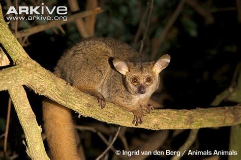 Greater Galago | Primates, Animals, Southern africa