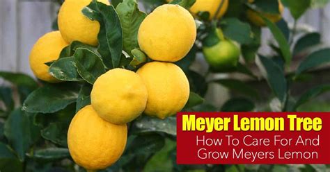 Meyer Lemon Tree Care: How To Grow Meyers Lemon