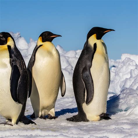 Emperor Penguin Pictures