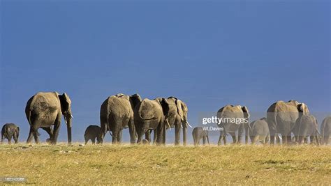 Elephant Herd High-Res Stock Photo - Getty Images