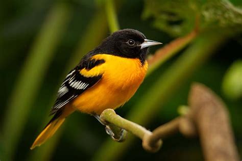 Types Of Orioles - Learn About The Many Different Orioles - Bird Informer