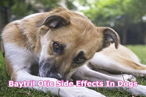 Baytril Otic for Dogs: Side Effects to Watch For!