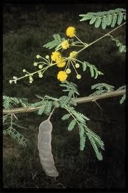 Herbs-Treat and Taste: THE KIKAR OR BABUL TREE