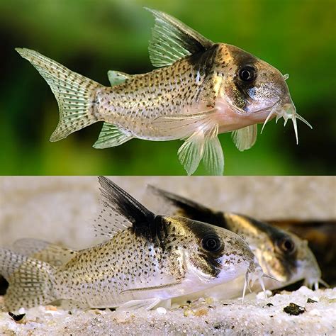 Aquarium Central - Catfish Cory- Lessex CW045 Cory (Corydoras CW045) "Wild Caught" 5cm ...