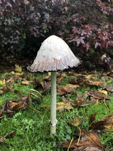 Shaggy mane in my garden : r/mycology