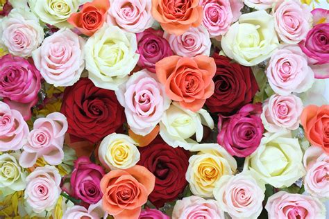 Assorted color rose lot HD wallpaper | Wallpaper Flare