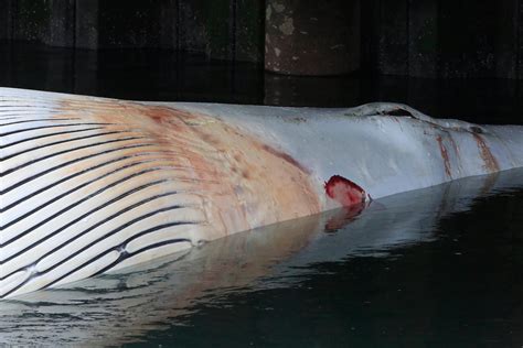 Dead whale found in Oakland estuary near Jack London Square - San ...