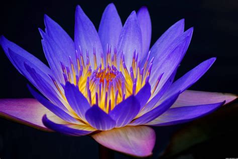 Blue Lotus Flower Wallpaper