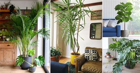 33 Best Large Indoor Plants | Tall Houseplants for Home & Offices