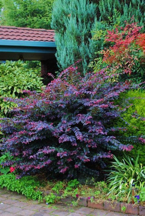 Loropetalum Purple Prince - behind it is nandina (a.k.a. heavenly ...